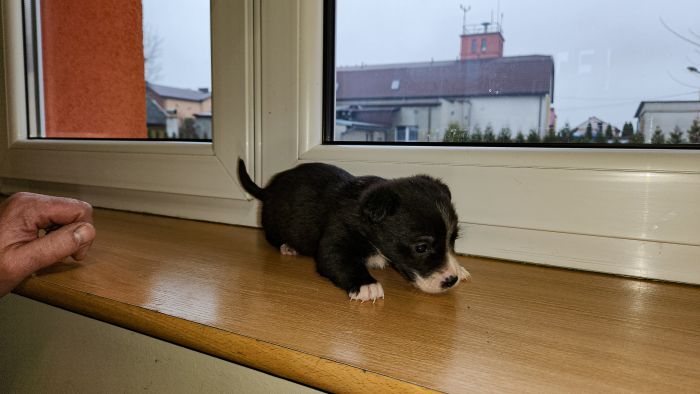 Szczeniaczki szukające domu